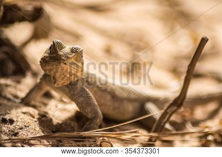 Lizard On A Beach In Gambia, Agama Lizard (agama Agama)
