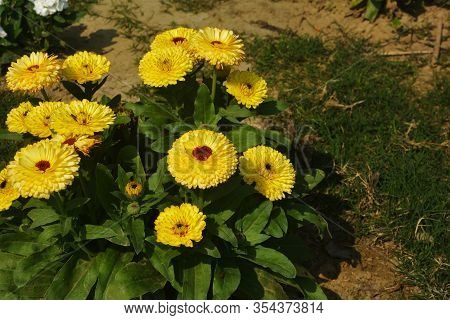 Close Up Beautiful Indian Calendula Officinalis, Pot Marigold, Rubbles, Common Marigold Or Scotch Ma