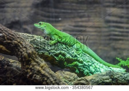 A Small Green Lizard Rests On A Tree Trunk In A Terrarium. Dubai. Emirates