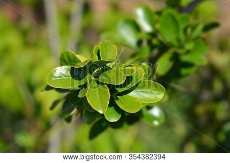 Kei Apple Leaves - Latin Name - Dovyalis Caffra