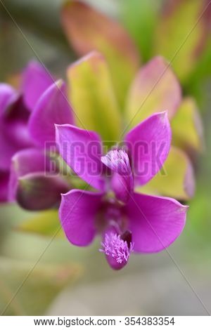 Myrtle-leaf Milkwort - Latin Name - Polygala Myrtifolia