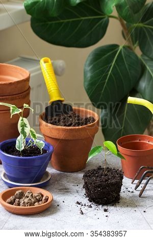 Transplanting Ficus Benjamin Into Large Pots. Tools And Plants On The Background Of The Room.