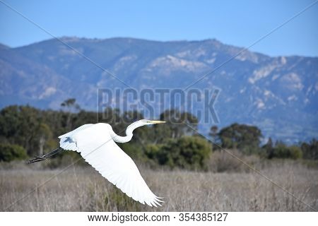 Great Egret With Wings Open And Extended In Flight With Mountains In The Background.