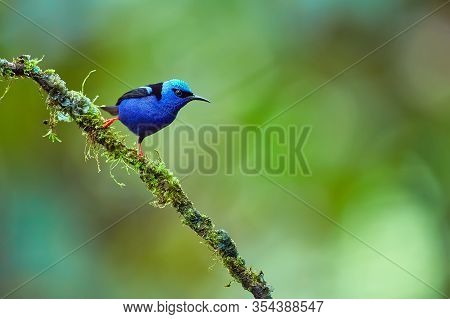 Beautiful Shot Of A Blue Little Bird From The Forest Environment. The Red-legged Honeycreeper (cyane