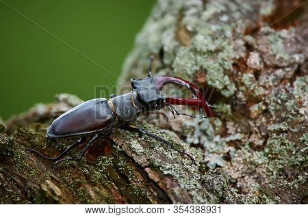 Europe's Largest Beetle Lucanus Cervus. Big Beetle On Old Tree. Stag Beetle From Western Europe.