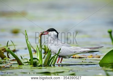 Whiskered Tern (chlidonias Hybrida) With Fish In Its Beak. Bird Watching In The Danube Delta, Romani