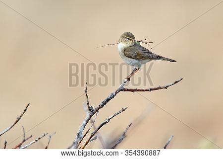 Willow Warbler (phylloscopus Trochilus), Bird Building A Nest On The Peninsula Varanger In Norway, B