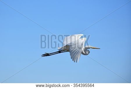 Beautiful Great White Egret In Flight Against A Blue Sky.