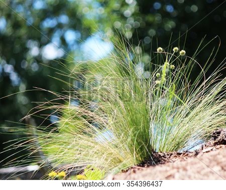 Green Ground Cover Grasses In Mulch, Landscaping