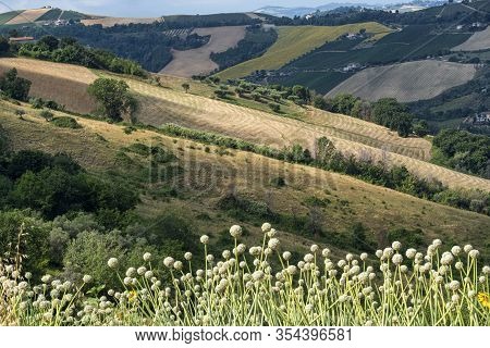 Rural Landscape At Summer Near Ripatransone, Ascoli Piceno, Marches, Italy