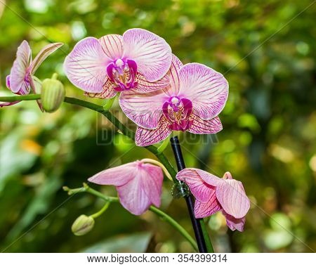 Close Up Of A Pink And White Orchid