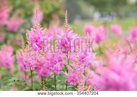 Japanese Astilba Flower - Landscaping Of The City And Garden . Pink Flowers - The Concept Of Landsca