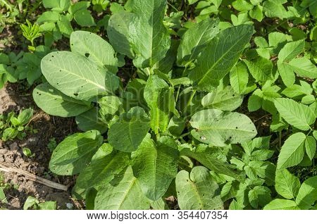 Weeds In The Garden. Horse Sorrel And Chatter On Arable Land. Rumex Confertus, Aegopodium Podagraria
