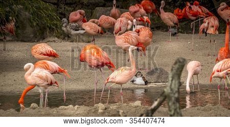 Beautiful Animals. Hamburg Zoo In Germany, Flamingos