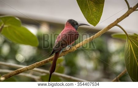 Beautiful Animals. Hamburg Zoo In Germany, Red Bird
