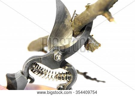 Secateurs In Hand On A White Background. Garden Tools