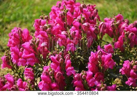 Close Up Of Best Annual Flowers, Antirrhinum Majus,  Flowers, Commom Snapdragon Flowering Plants Gro