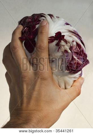 red cabbage radiccio