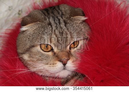 Cat Close-up. Portrait Of A Cat In Red Fur. Hid In An Artificial Fur Coat.