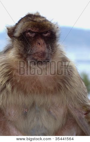 Gibraltars Ape
