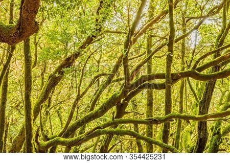 Monteverde Canary Islands Of Laurisilvas With Morella Faya Beech Trees, Covered With Moss And Lichen