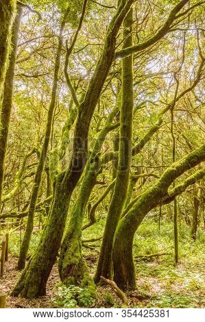 Monteverde Canary Island Fayal Brezal Are Beech Morella Faya And Heather Erica Arborea, Covered With