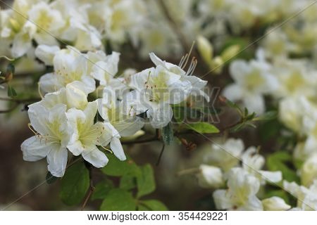 Big Azalea Or Rhododendron In Garden. Season Of Flowering Azaleas (rhododendron) At Botanical Garden