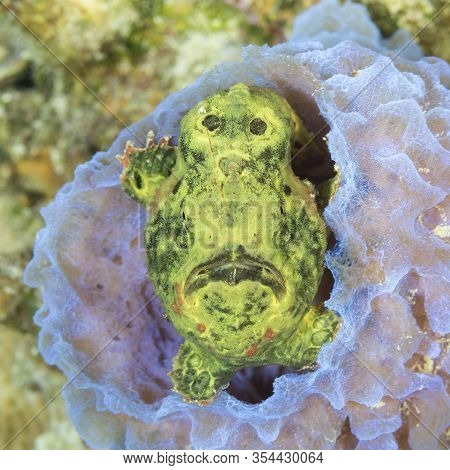 Green Longlure Frogfish (antennarius Multiocellatus) Sitting In An Azure Vase Sponge - Bonaire