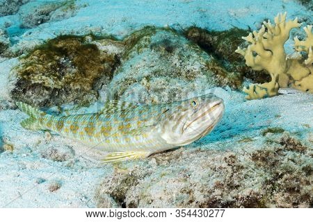 Sand Diver (synodus Intermedius) Lying In Wait To Ambush Its Prey - Bonaire
