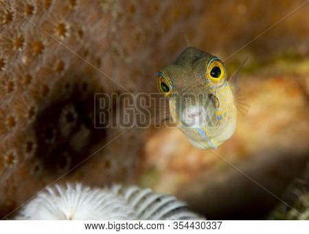 Sharpnose Puffer (canthigaster Rostrata) Swimming Over A Coral Reef - Bonaire