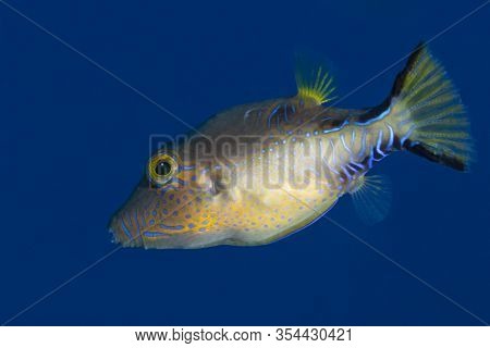 Sharpnose Puffer (canthigaster Rostrata) Swimming Over A Coral Reef - Bonaire