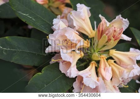 Big Azalea Or Rhododendron In Garden. Season Of Flowering Azaleas (rhododendron) At Botanical Garden