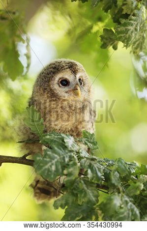 Nestling Of Tawny Owl - Strix Aluco Sit On Branch Of Oak Tree, Czech Republic