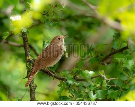 Male Common Nightingale (luscinia Megarhynchos) Sits On A Branch And Sings. Singing Bird Sitting On 