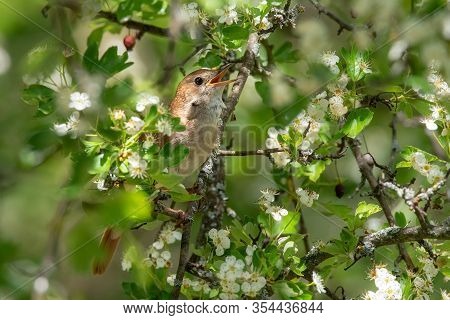 Male Common Nightingale (luscinia Megarhynchos) Sits On A Branch And Sings. Singing Bird Sitting On 