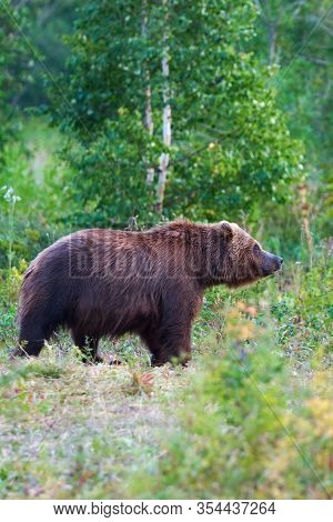 Kamchatka Brown Bear In Natural Habitat, Walking In Summer Forest. Kamchatka Peninsula - Travel Dest