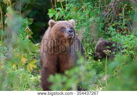Wild Kamchatka Brown Bear Ursus Arctos Piscator In Natural Habitat, Looking Out Of Summer Forest. Ka