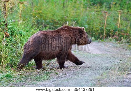 Wild Kamchatka Brown Bear Ursus Arctos Piscator Come Out Forest, Walking Country Road. Kamchatka Pen