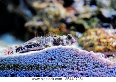 Profile Of Scooter Blenny Fish - (synchiropus Ocellatus)