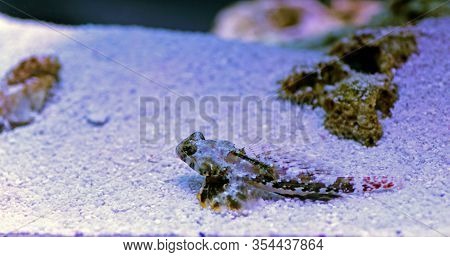 Profile Of Scooter Blenny Fish - (synchiropus Ocellatus)