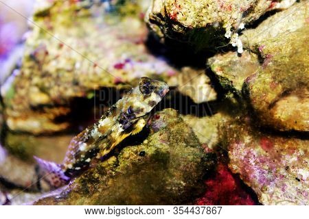 Profile Of Scooter Blenny Fish - (synchiropus Ocellatus)