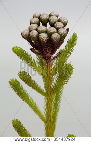 Flowers Of A Brunia Bush, A Plant From South Africa, With Gray Background