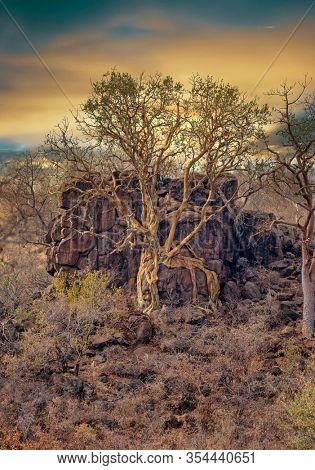 baobab tree roots growing on a rock, Botswana.