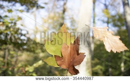 Dried Yellow Sycamore Leaves Are Held In Hand. Withdrew In The Forest.