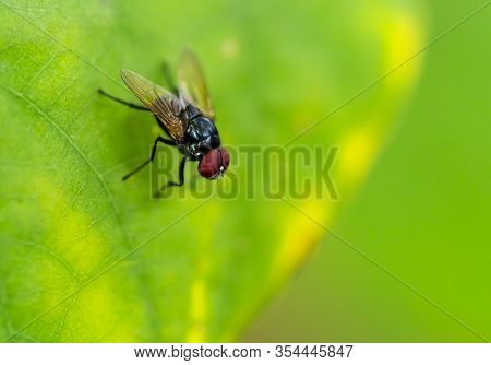 Macro Asia Fly