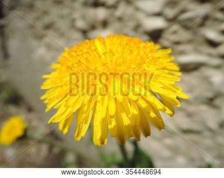 Macro Photo Of A Dandelion Plant. Dandelion Plant With A Fluffy Yellow Bud. Yellow Dandelion Flower 