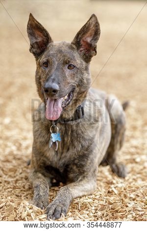 3-year-old Brindle Dutch Shepherd Male Dog Lying Down. Off-leash Dog Park In Northern California.