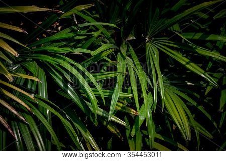 Natural Leaves In The Rainforest, Background From Tropical Nature

C