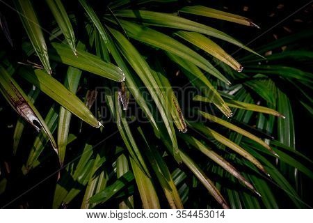 Natural Leaves In The Rainforest, Background From Tropical Nature

C