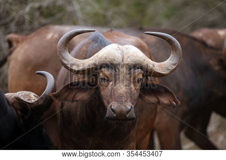 The African Buffalo Or Cape Buffalo (syncerus Caffer), Portrait Of An Adult Animal.